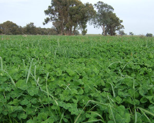 clover paddock